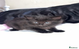 Mixed Breed cats for sale: 9 week old female kitten - Image 2