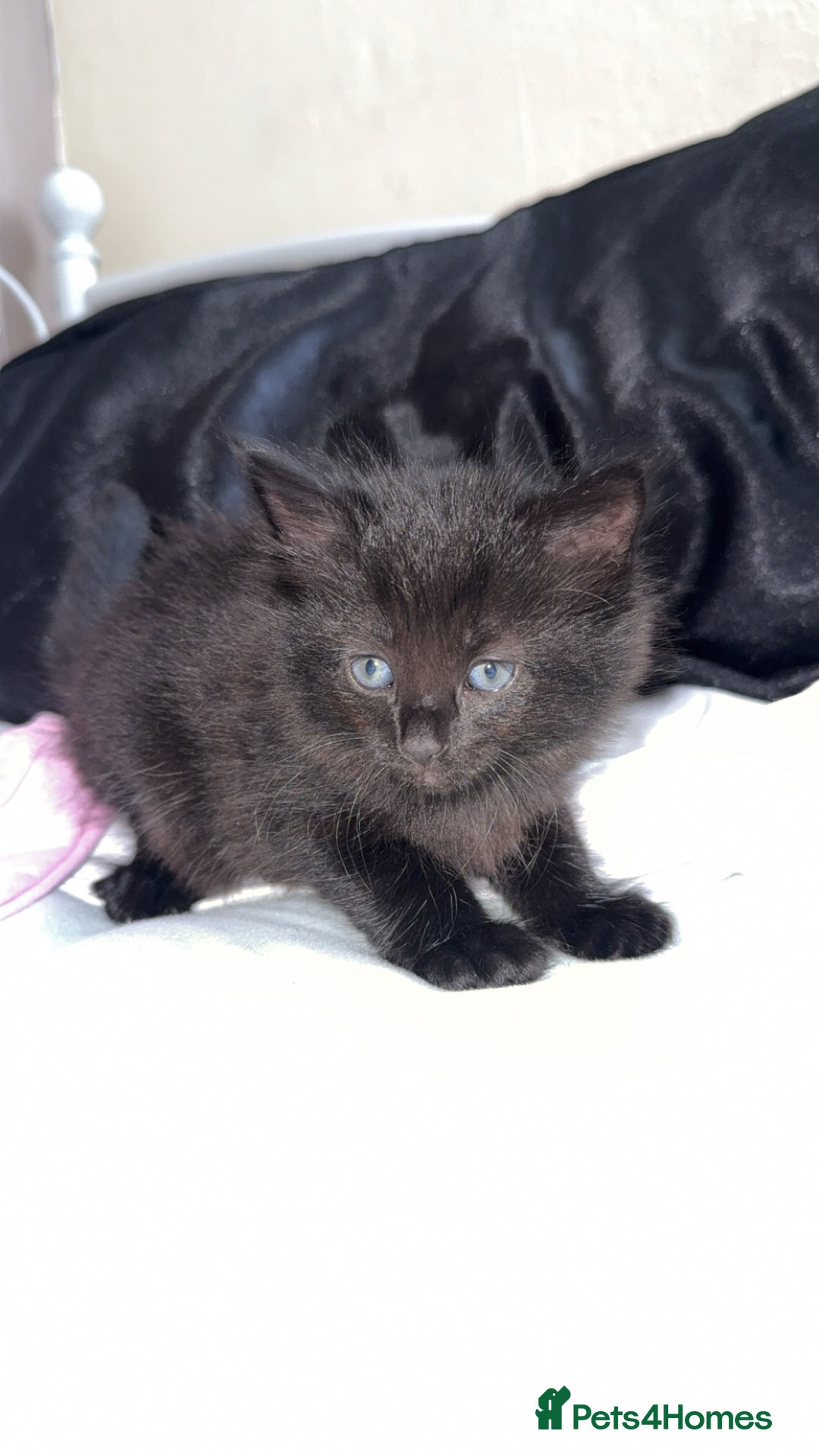 Mixed Breed cats for sale: 9 week old female kitten - Image 2