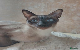 Siamese cats for sale: Quite Simease girl - Image 1