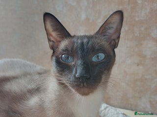 Siamese cats - Advert 3