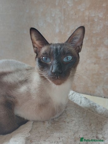 Siamese cats - Advert 1