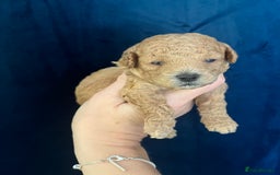 Toy Poodle dogs for sale: KC Toy Poodle Puppies - Image 20