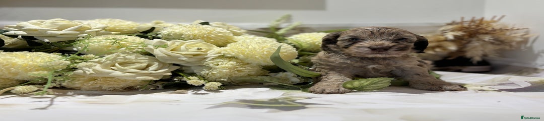 Cockapoo Puppy 5