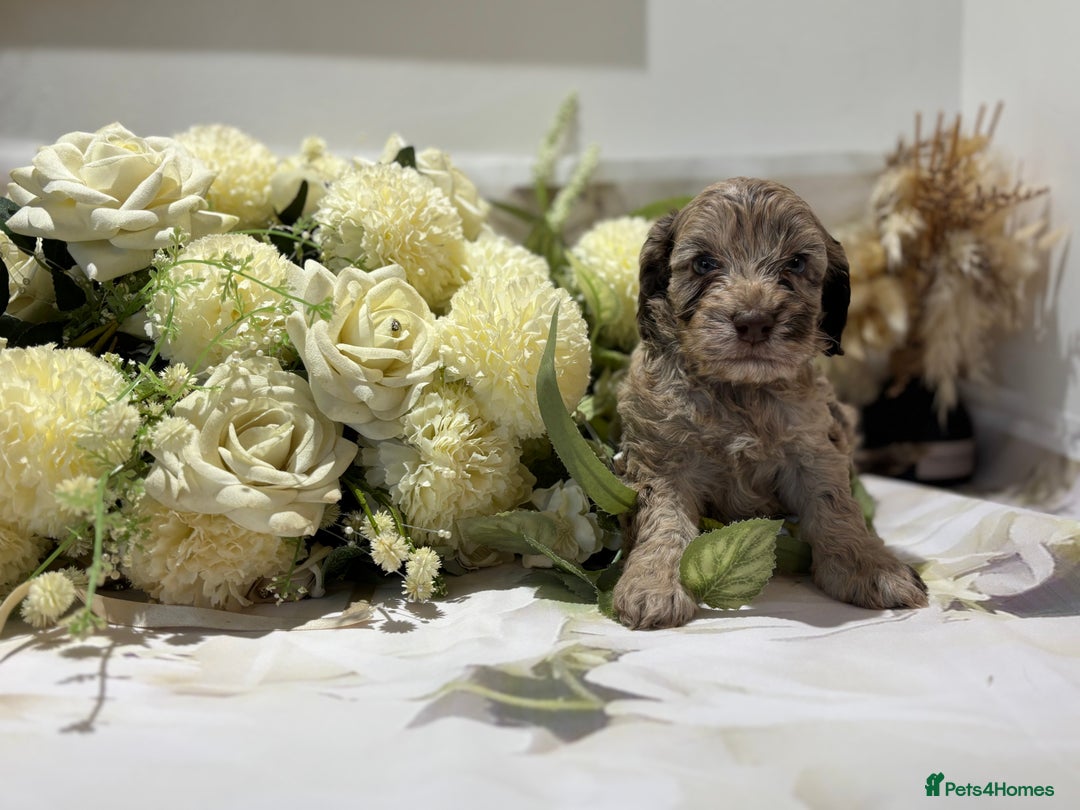 Cockapoo dogs for sale: Beautiful Cockapoo puppies  - Image 9