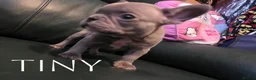 French Bulldog dogs for sale: 4 Male French Bulldog Puppies  - Advert 15