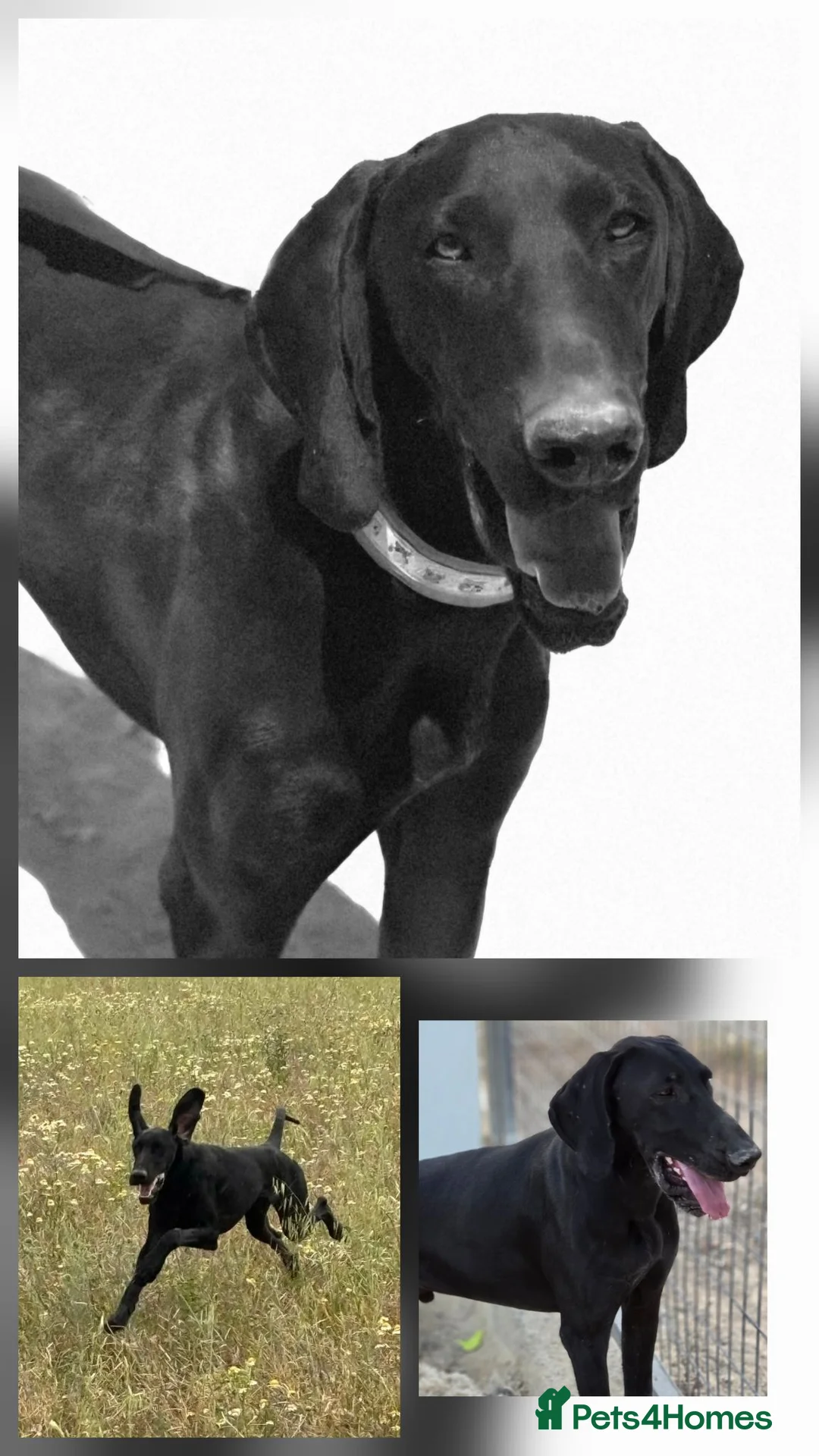 Pointer dogs for adoption: Beautiful Bruno - Advert 2