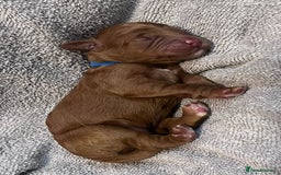 Cockapoo dogs for sale: STUNNING FOX RED WITH WHITE MARKINGS HEALTH TESTED - Image 2