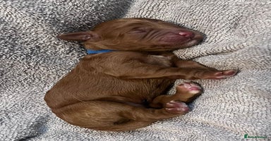 Cockapoo dogs - Advert 13