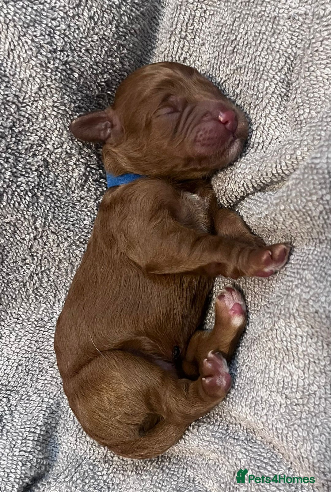 Cockapoo dogs for sale: STUNNING FOX RED WITH WHITE MARKINGS HEALTH TESTED - Image 2