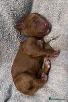 Cockapoo dogs - Advert 13