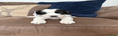 Cocker Spaniel 1