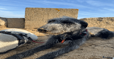 Mixed Breed dogs - Advert 2