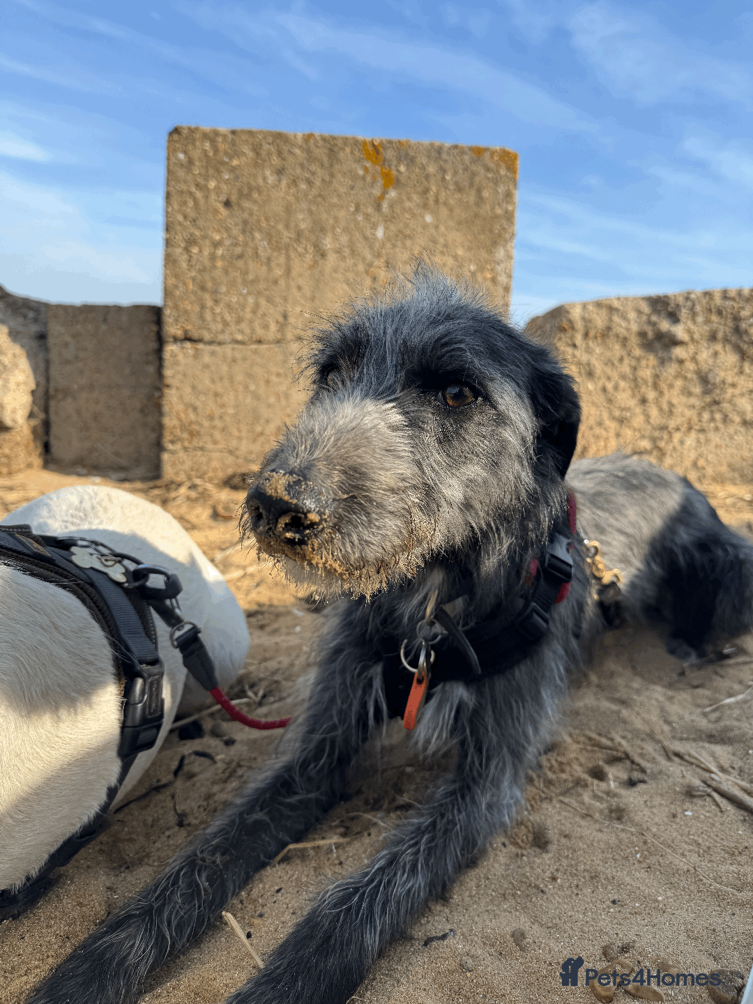 Mixed Breed dogs for sale: Ozzy is looking for his forever home - Image 2