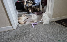 Mixed Breed cats for sale: Two Adorable Pure White Persian x Ragdoll Kittens - Image 10