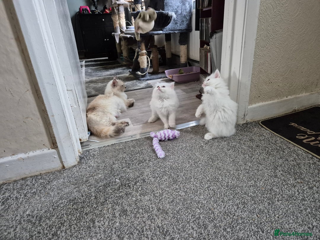 Mixed Breed cats for sale: Two Adorable Pure White Persian x Ragdoll Kittens - Image 10