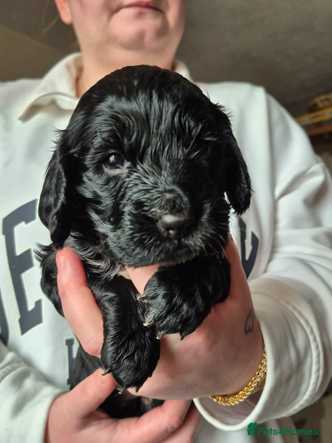 Cocker Spaniel dogs for sale: Cocker spaniel puppies for sale - Advert 2
