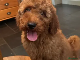 Goldendoodle dogs Mini Irishdoodle Ready now! health tested parents - Advert 5