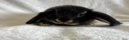 Mini Lop rabbits for sale: Mini Lop Girl Available Now!  - Advert 6