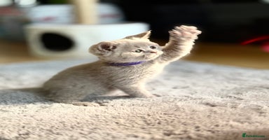 Scottish Fold cats - Advert 9