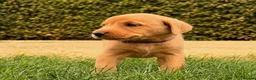 Labrador Retriever dogs for sale: Working Labrador Puppies – KC Registered in Shrewsbury - Advert 14
