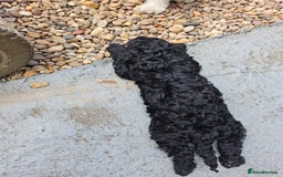 Cockapoo dogs for sale: Cockapoo boys  - Image 7