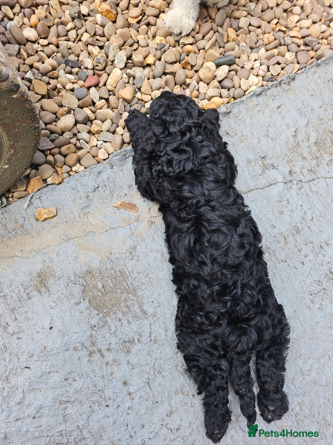 Cockapoo dogs for sale: Cockapoo boys  - Image 7