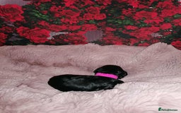 Cavapoo dogs for sale: Exceptional Cavapoo babies  - Image 11