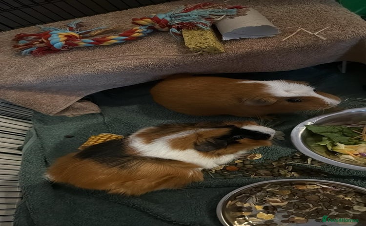Guinea Pig rodents - Advert 11
