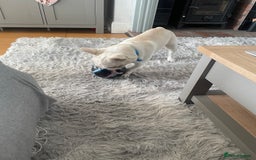 French Bulldog dogs for sale: French Bulldog 6months old  - Image 5