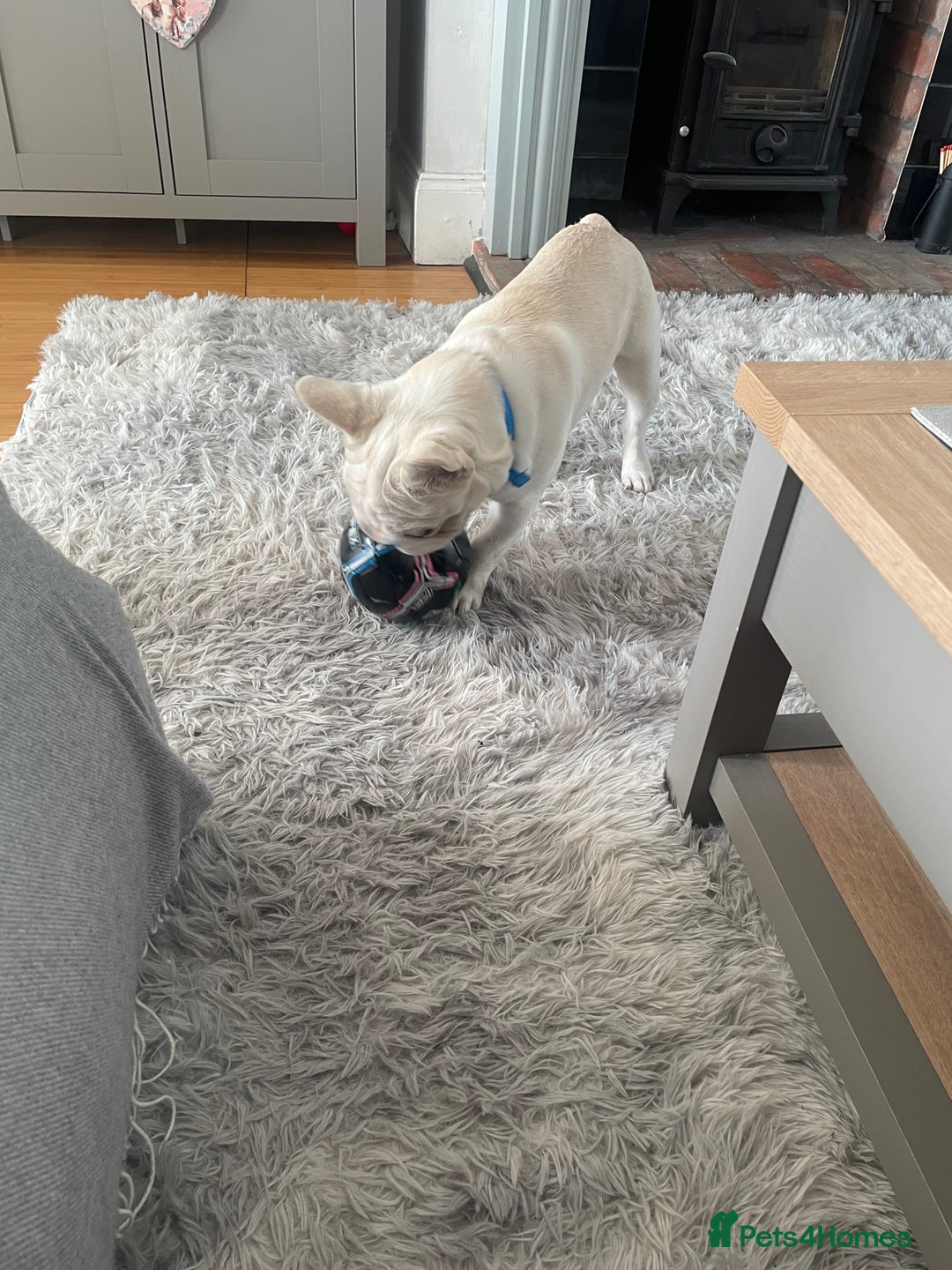 French Bulldog dogs for sale: French Bulldog 6months old  - Image 5