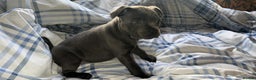 Staffordshire Bull Terrier dogs for stud: *THE UK'S TOP PRODUCING BLUE CHAMPION* in Faversham - Advert 6