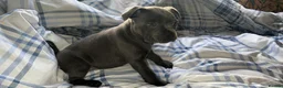 Staffordshire Bull Terrier dogs for stud: *THE UK'S TOP PRODUCING BLUE CHAMPION* in Faversham - Advert 6