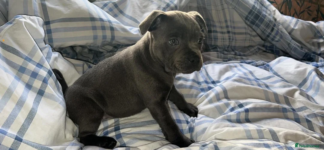 Staffordshire Bull Terrier dogs for stud: *THE UK'S TOP PRODUCING BLUE CHAMPION* in Faversham - Advert 6