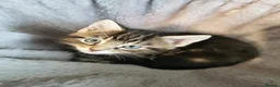 Mixed Breed cats for sale: Extra-cuddly, hand-reared, vet checked kittens  - Advert 5