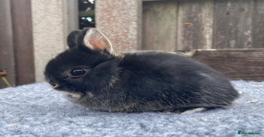 Netherland Dwarf rabbits - Advert 5