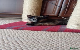 British Shorthair cats for sale: Cute kittens are ready. - Image 9