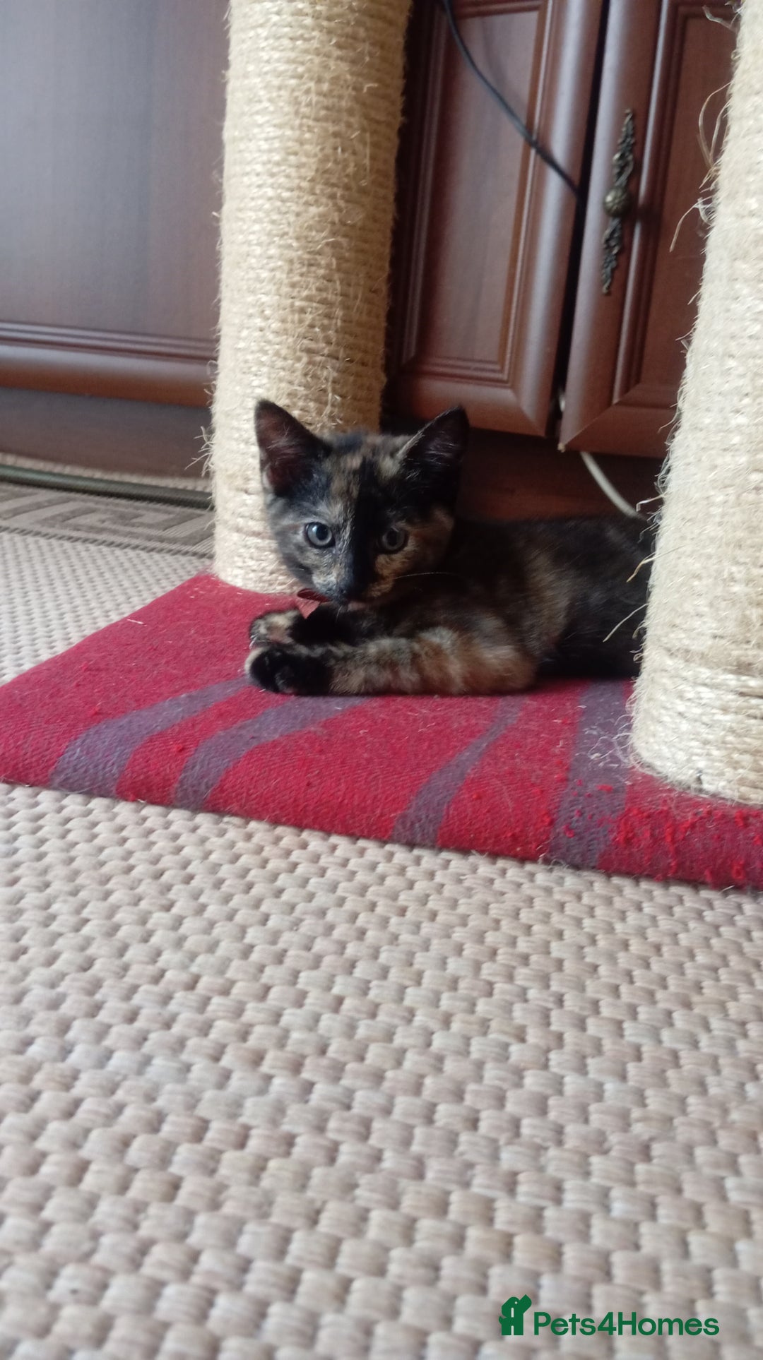 British Shorthair cats for sale: Cute kittens are ready. - Image 9