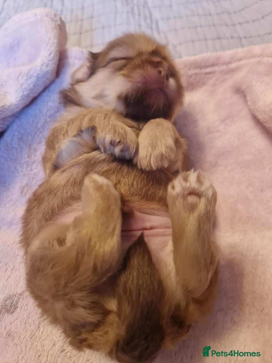 Shih Tzu dogs for sale: Imperial Shih Tzu Puppies - Advert 3