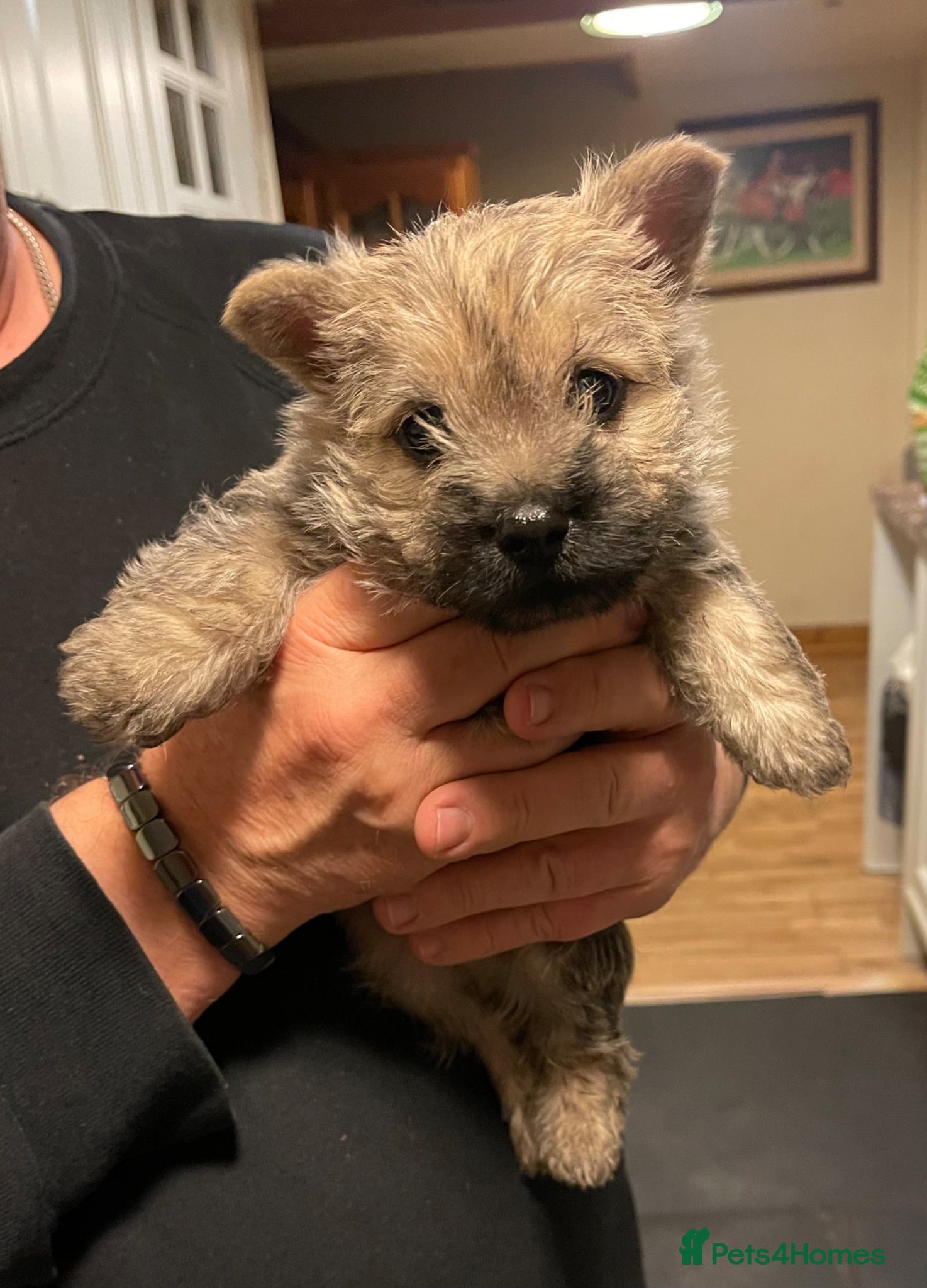 Cairn Terrier dogs Gorgeous Litter of Cairn Terrier Pups  - Advert 1