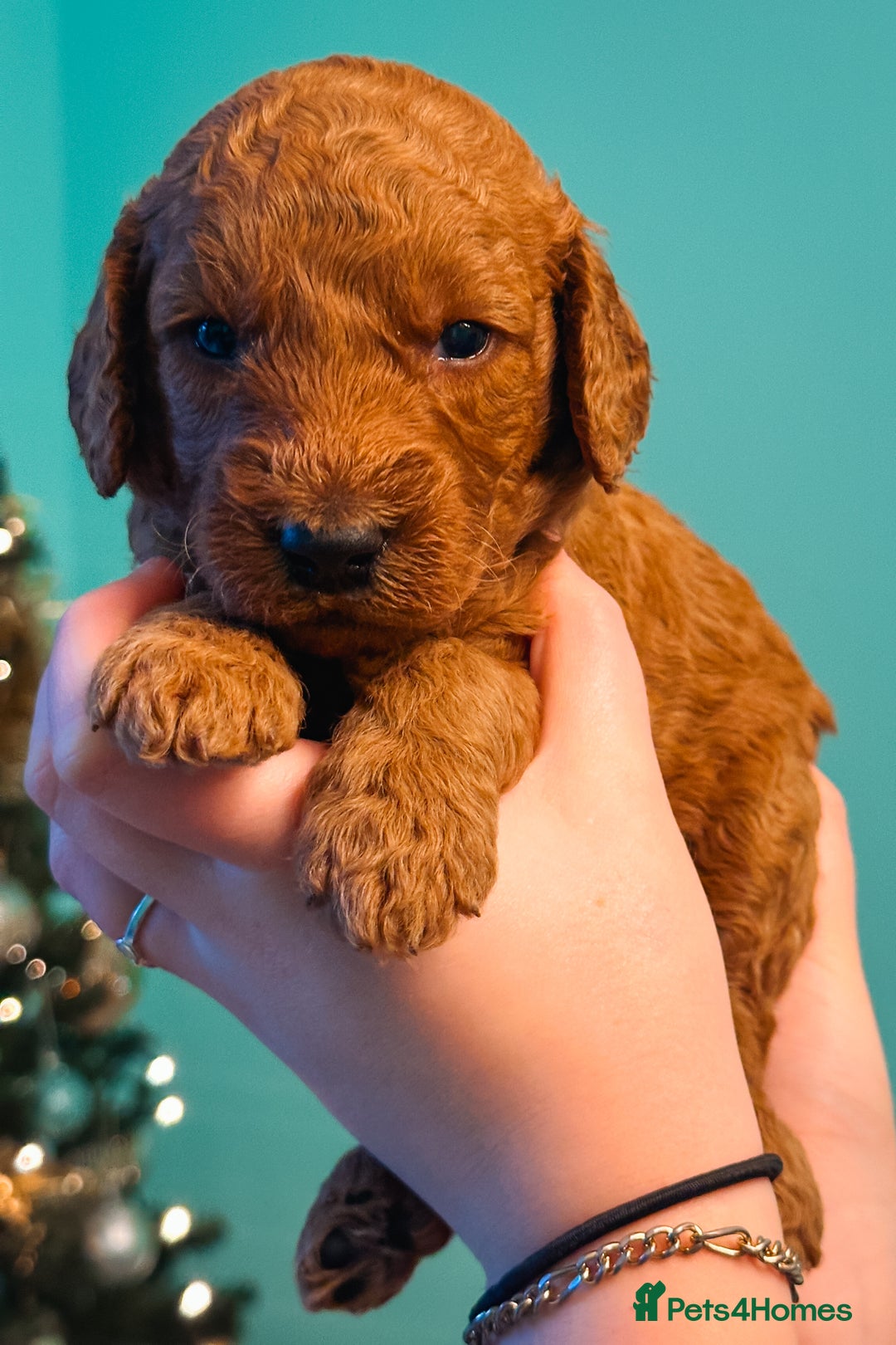 Labradoodle dogs for sale: F2B Labradoodle Puppies – Red & Apricot - Advert 32