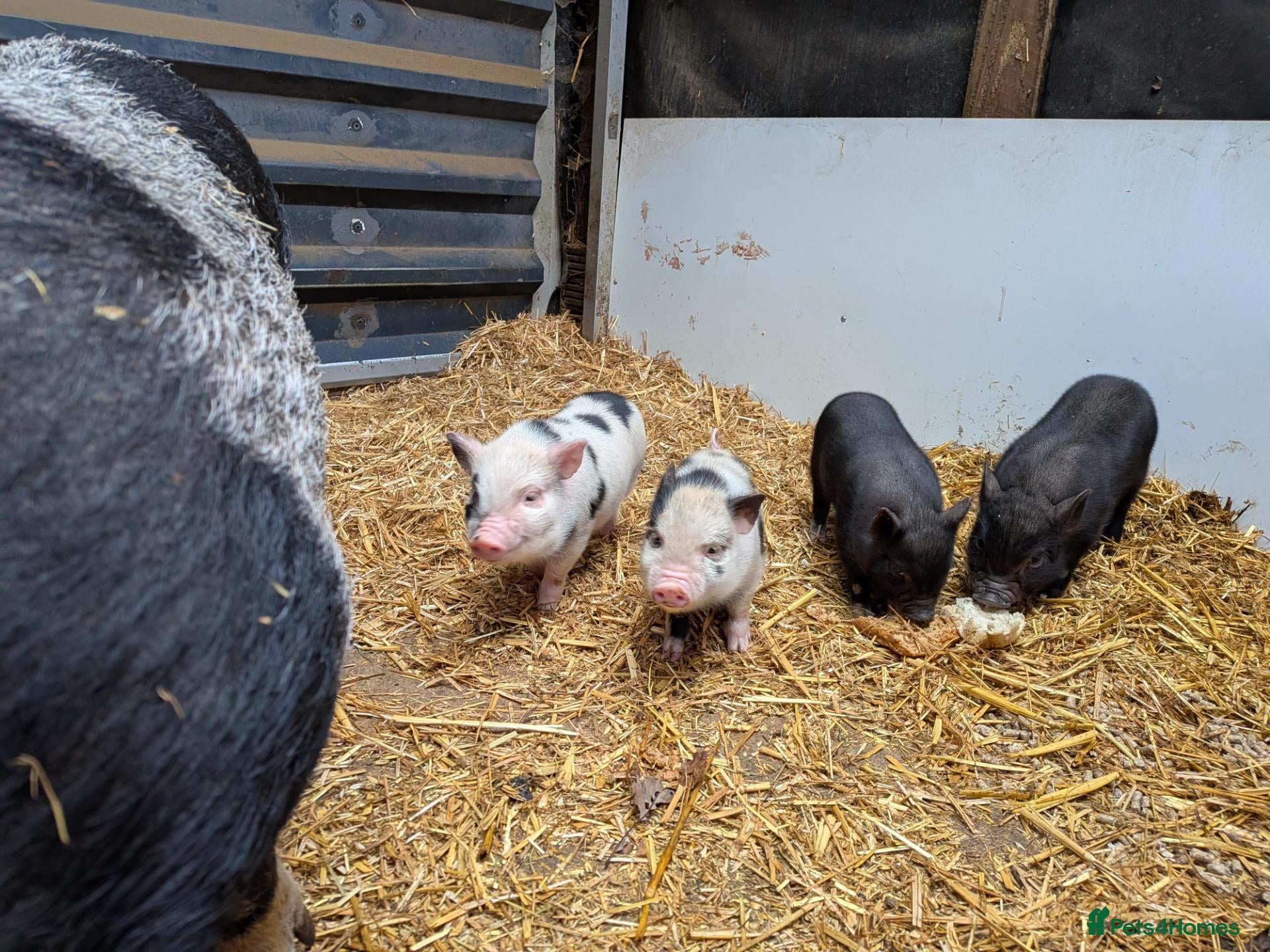 Mixed Breed livestock for sale: Small breed piglets looking for new homes kune - Advert 3