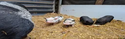 Mixed Breed livestock for sale: Small breed piglets looking for new homes kune in Neath - Advert 1