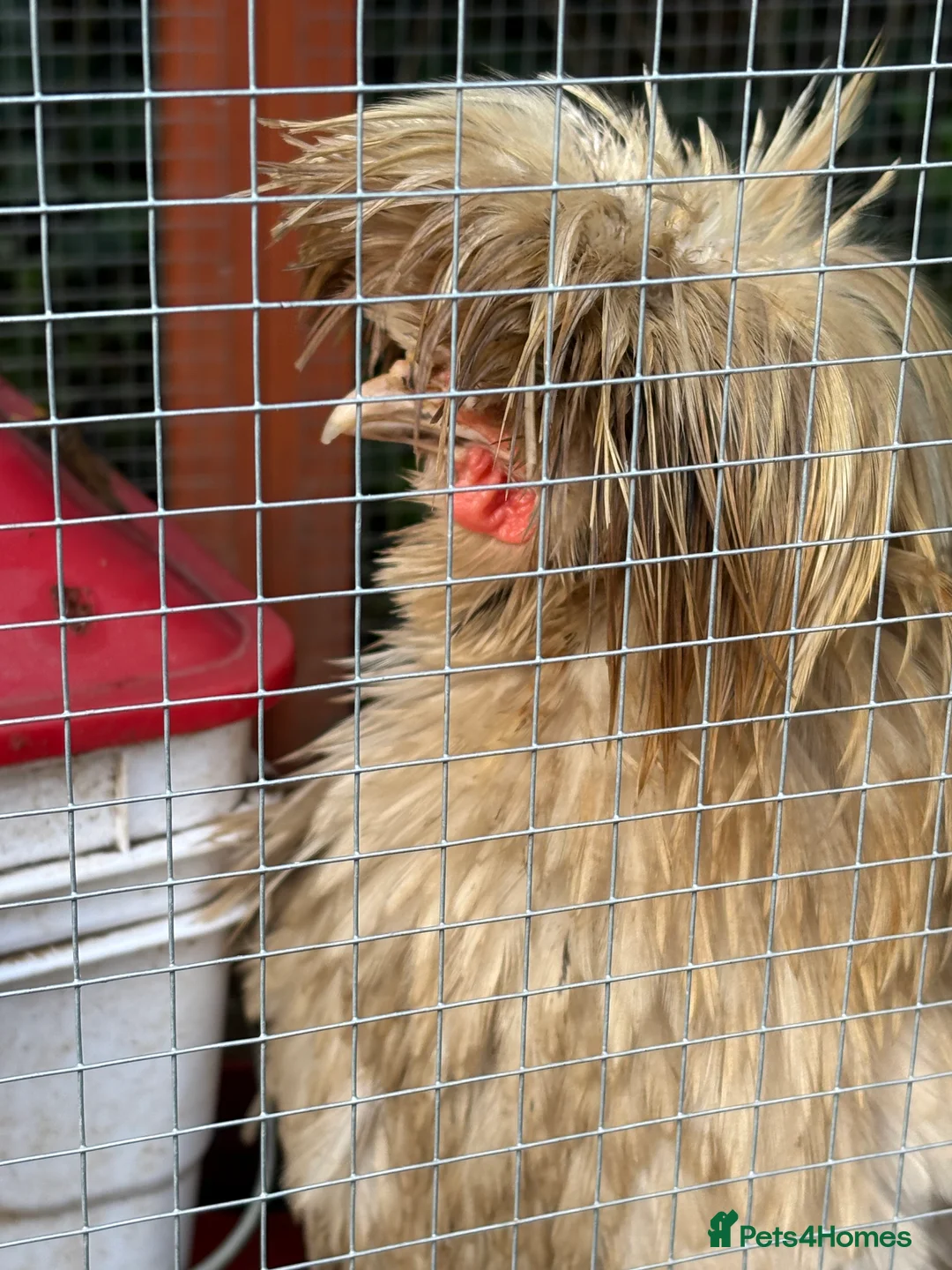 Chickens poultry for sale: Polish Frizzle Rooster - Advert 1