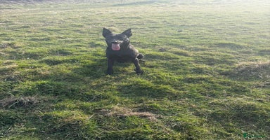 Mixed Breed dogs - Advert 2