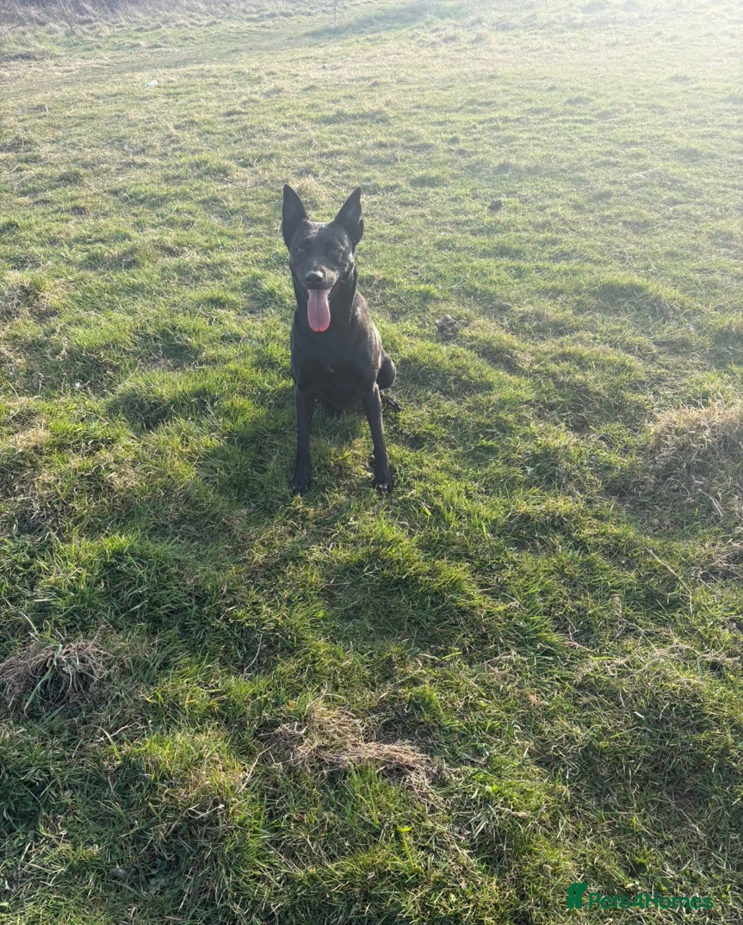 Mixed Breed dogs for sale: Dutch herder x German Shepherd pups - Image 2