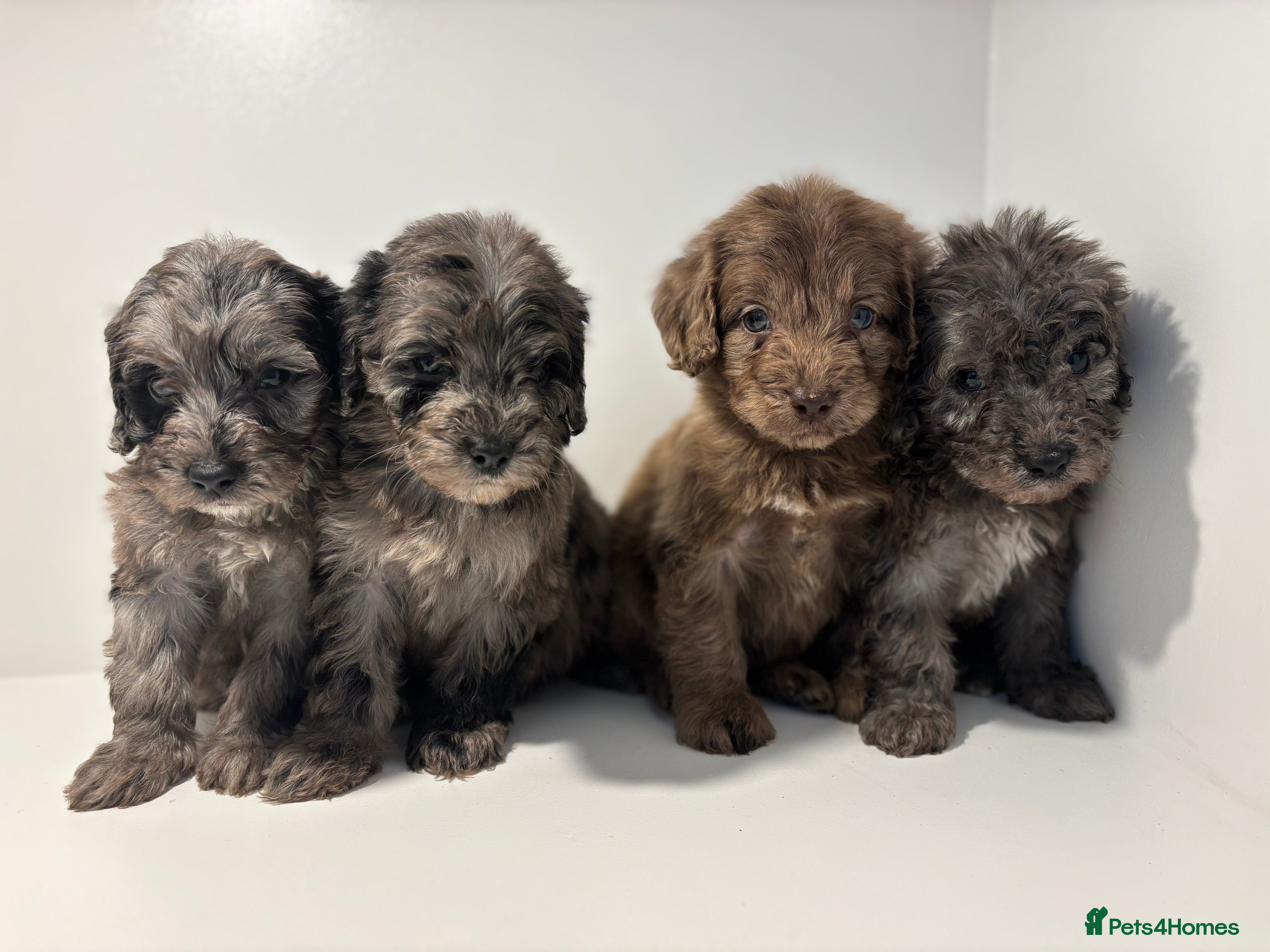 Cockapoo dogs Cockapoo puppies  - Advert 9