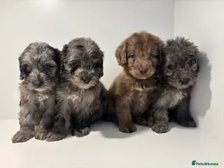 Cockapoo dogs Cockapoo puppies - Advert 9