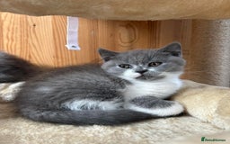 British Shorthair cats for sale: British shorthair kittens - Image 11