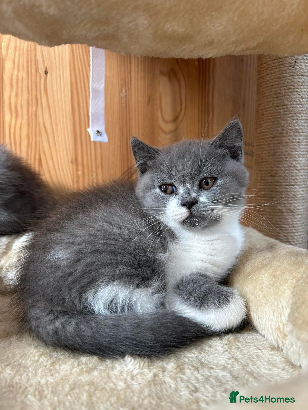 British Shorthair cats for sale: British shorthair kittens - Image 11