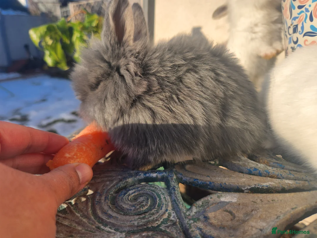 Lionhead rabbits for sale: CUTE BLUE EYES BABY Lionheads double mane. B - Advert 5
